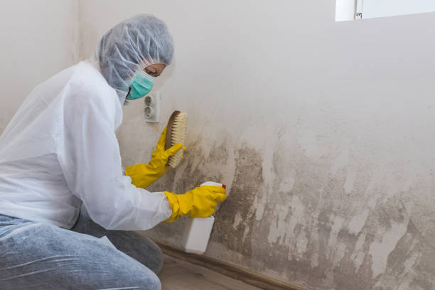 Forensic Mold Investigation in Weiser, ID