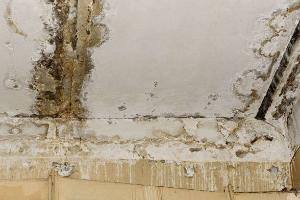 Best Asbestos and Lead Testing During Mold Inspection  in Weiser, ID