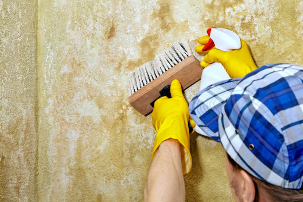 Mold Odor Removal Services in Weiser, ID