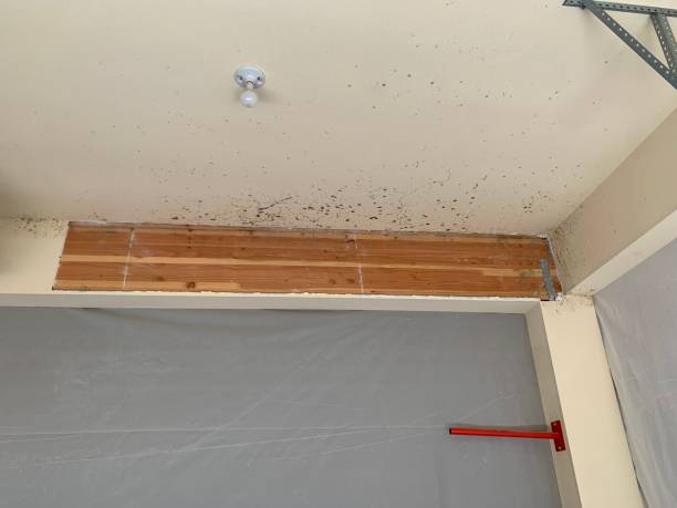 Best Mold Damage Restoration  in Weiser, ID