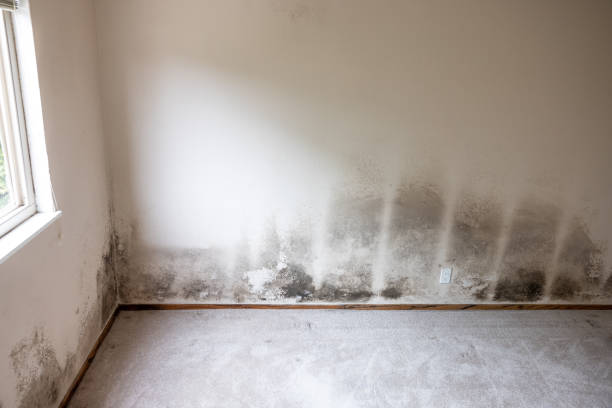 Best HVAC Mold Inspection and Cleaning  in Weiser, ID